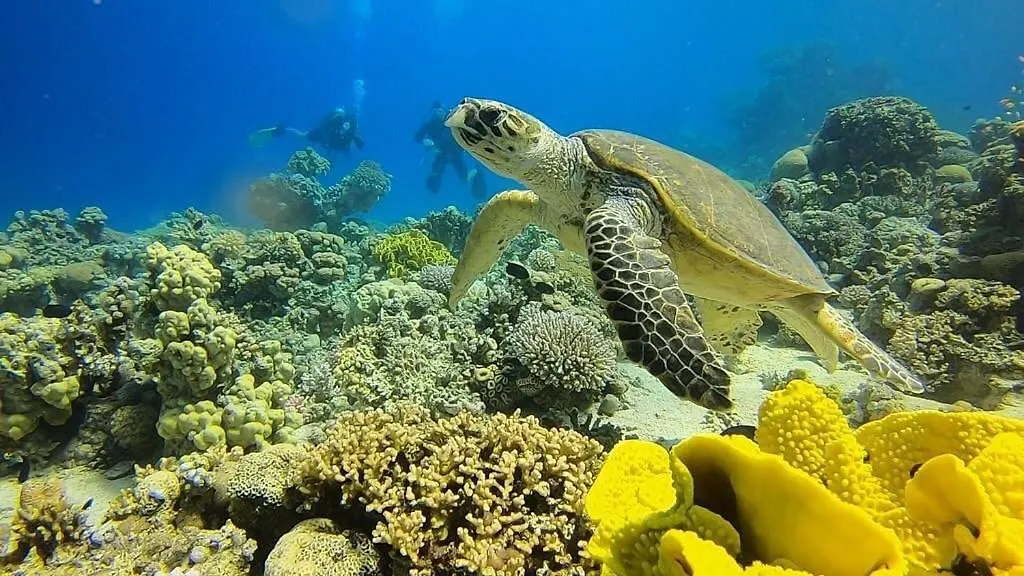 Bait Alaqaba Dive Center & Resort Aqaba