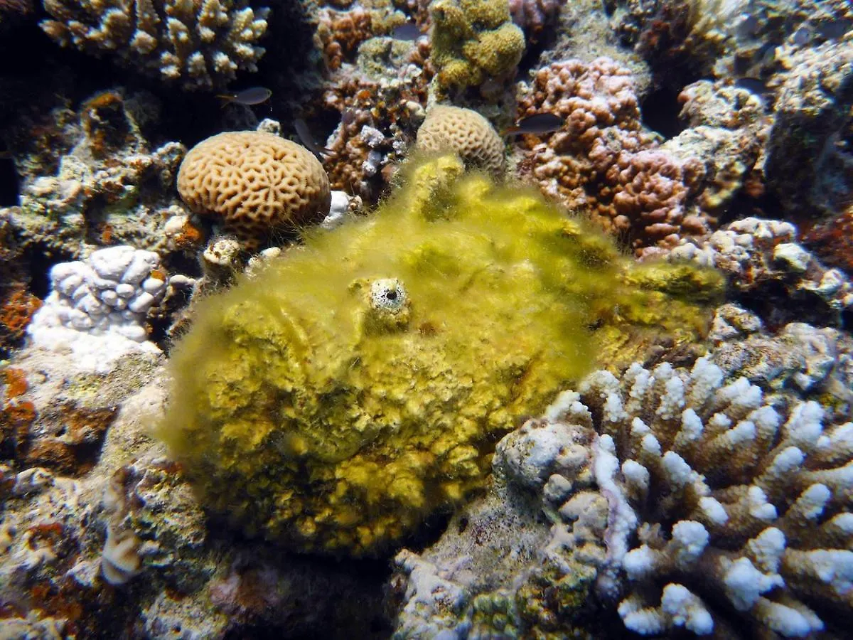 Apartament Bait Alaqaba Dive Center & Resort